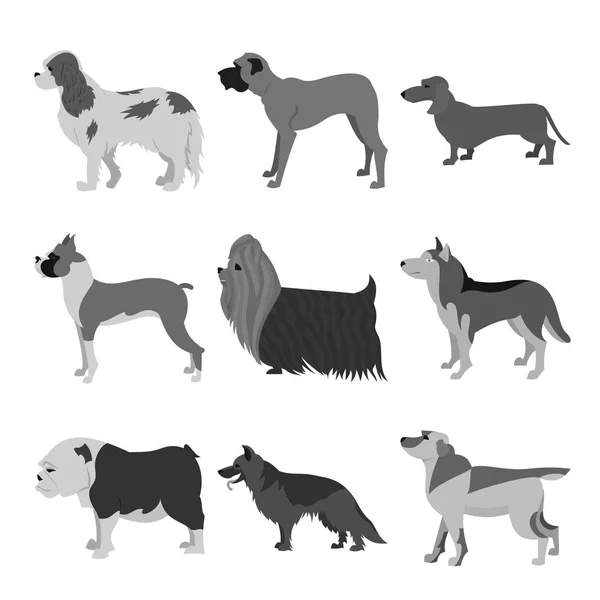 Cães conjunto plano — Fotografia de Stock