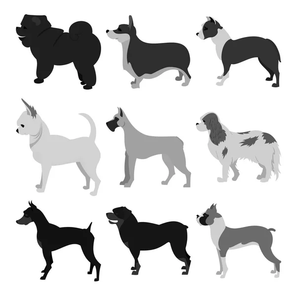 Zestaw ras psów — Zdjęcie stockowe