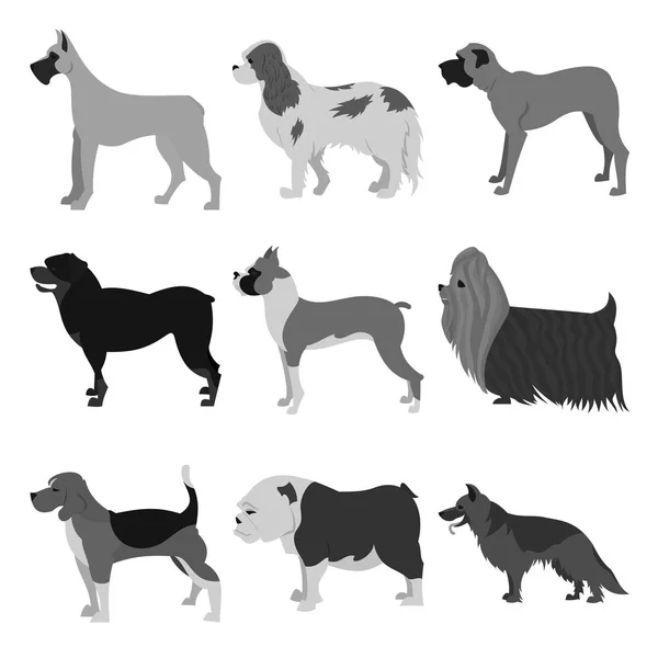 Set van dog breeds — Stockfoto