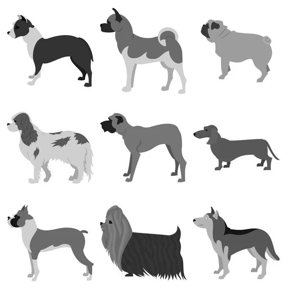 Set of dog breeds — Stock Photo, Image