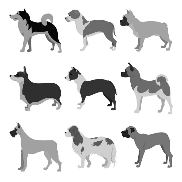 Conjunto de razas de perros —  Fotos de Stock