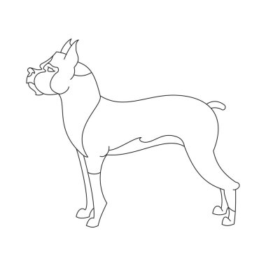 Boxer köpek doğurmak