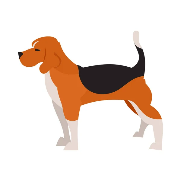 Beagle perro aislado — Vector de stock