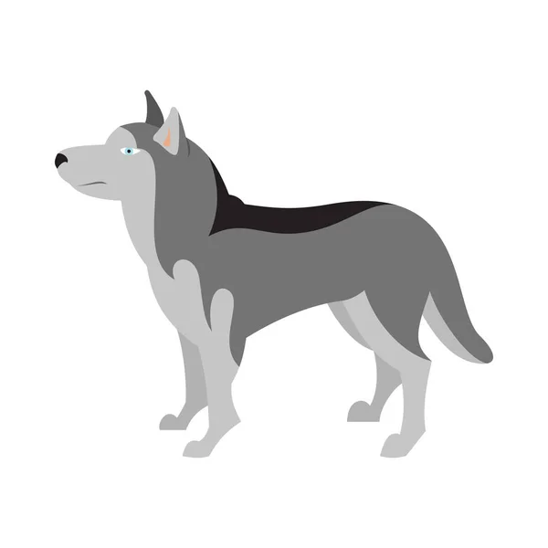 Race de chien Husky de Sibérie — Image vectorielle