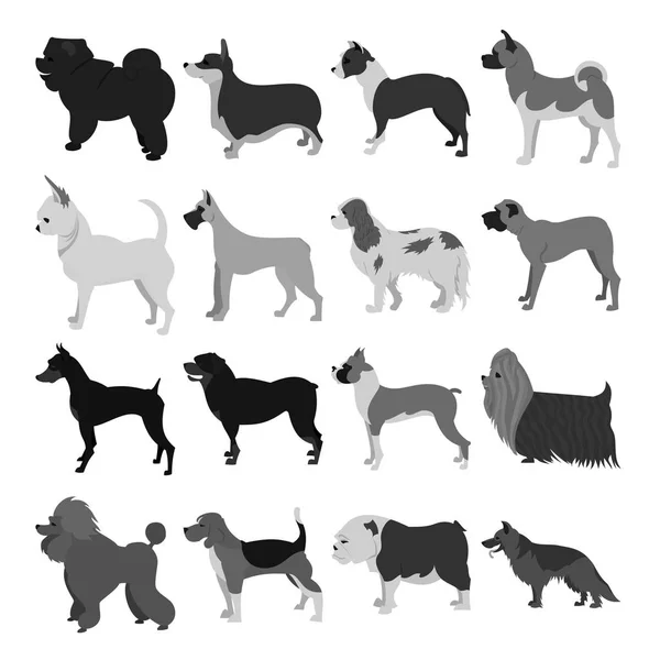 Conjunto de razas de perros — Foto de Stock