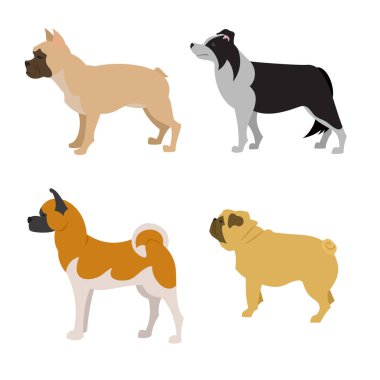 Köpekler topluluğu