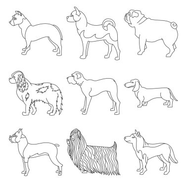 Doğurmak köpek doğrultusunda topluluğu