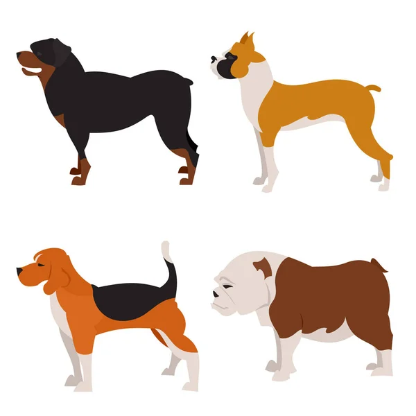 Köpekler düz ayarlamak