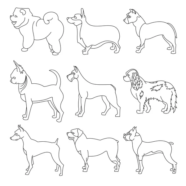 Lineer tarzda safkan köpekler kümesi