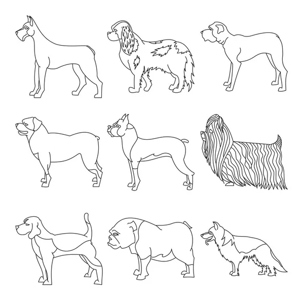 Lineer tarzda safkan köpekler kümesi