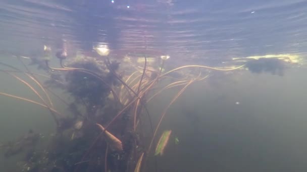 Mundo subaquático, rio — Vídeo de Stock