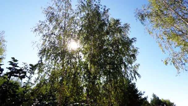秋の風の強い日の木 — ストック動画