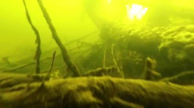 Sualtı dünyasını, nehir 