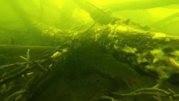 Onderwater wereld, rivier — Stockvideo