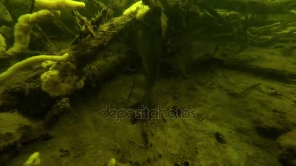 Unterwasserwelt, Fluss — Stockvideo
