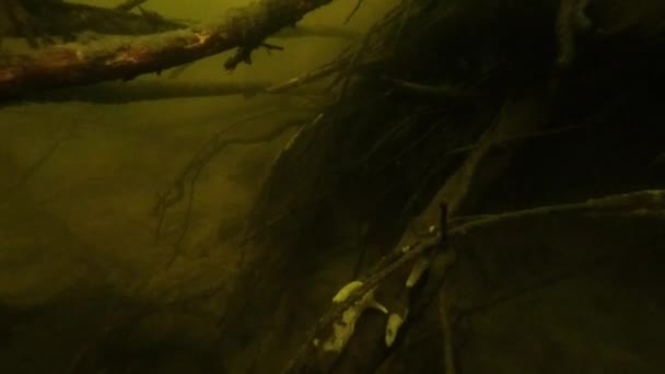 Víz alatti világ, folyó — Stock videók