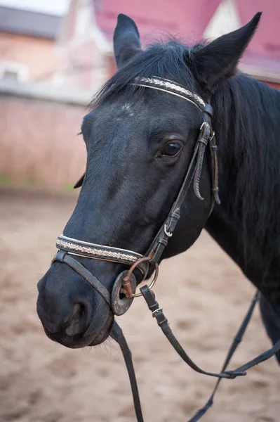 Portrait of a horse in a pen, outdoor — Stock Photo, Image