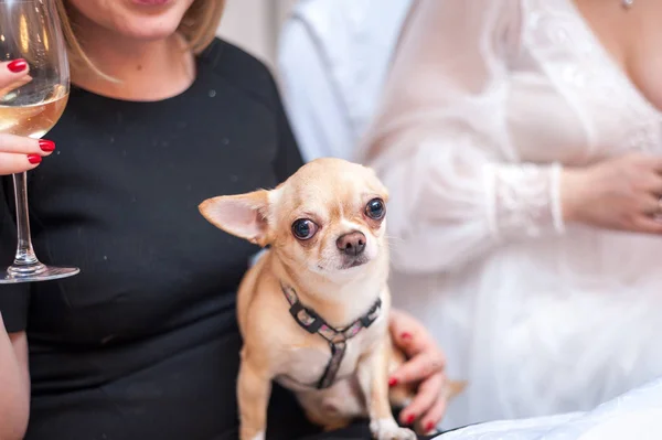 Mini Chihuahua nas mãos da anfitriã na mesa do banquete — Fotografia de Stock