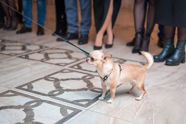 Mini Chihuahua insanlar arasında tasmayla dolaşıyor.