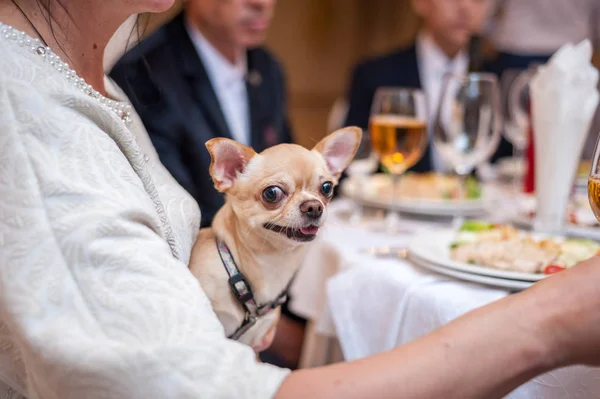 Mini Chihuahua nas mãos da anfitriã na mesa do banquete — Fotografia de Stock