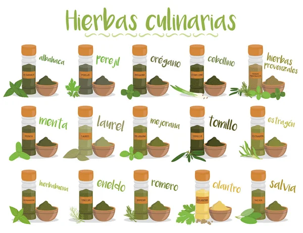 Rajzfilm stílusú 15 különböző fűszernövények gyűjteménye. Spanyol neve. — Stock Vector