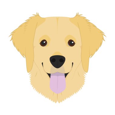 Beyaz arka plan vektör illüstrasyon izole golden Retriever köpek