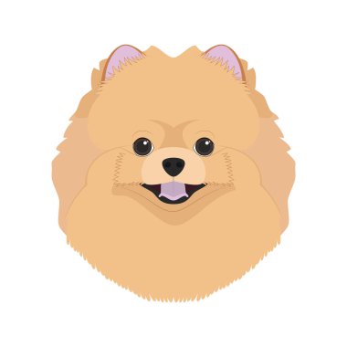 Pomeranya köpeği beyaz arka plan vektör illüstrasyon izole