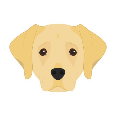 Beyaz arka plan vektör illüstrasyon izole Labrador Retriever köpek