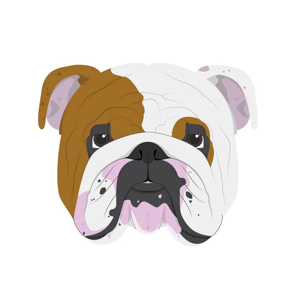 Beyaz arka plan vektör illüstrasyon izole İngilizce Bulldog köpek — Stok Vektör