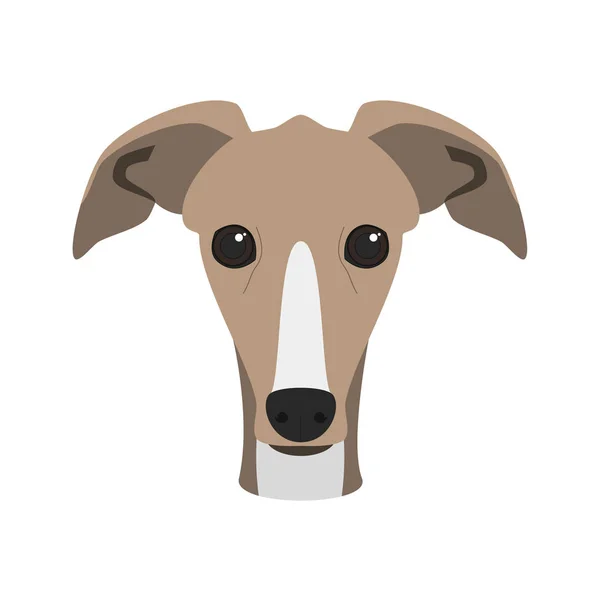 Greyhound cão isolado no fundo branco vetor ilustração — Vetor de Stock