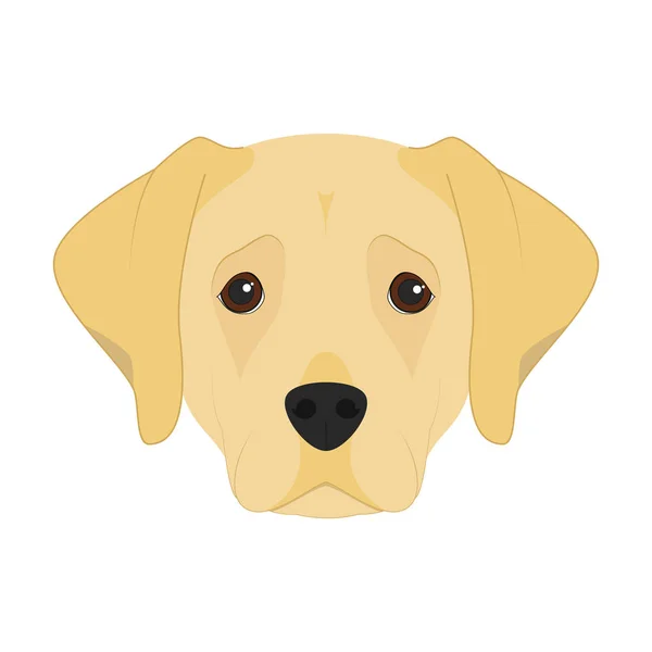 Labrador Retriever chien isolé sur fond blanc illustration vectorielle — Image vectorielle