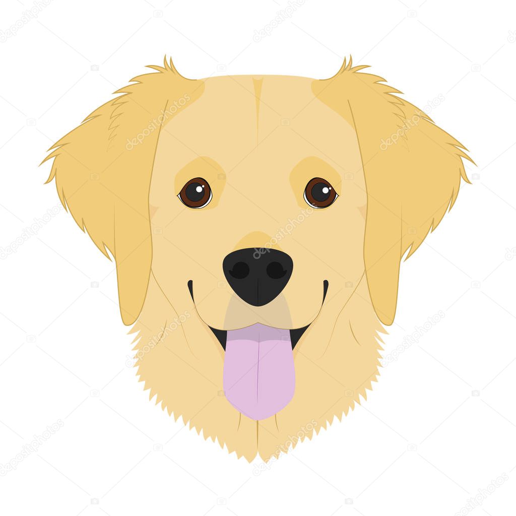 Golden Retriever dog isolated on white background vector illustration