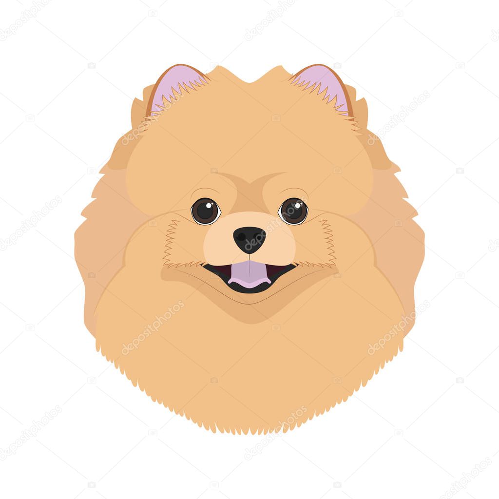 Pomeranian dog isolated on white background vector illustration