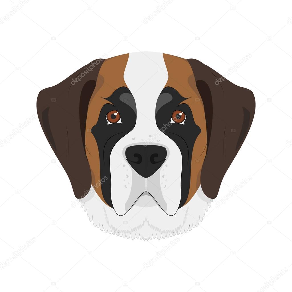 Saint Bernard dog isolated on white background vector illustration