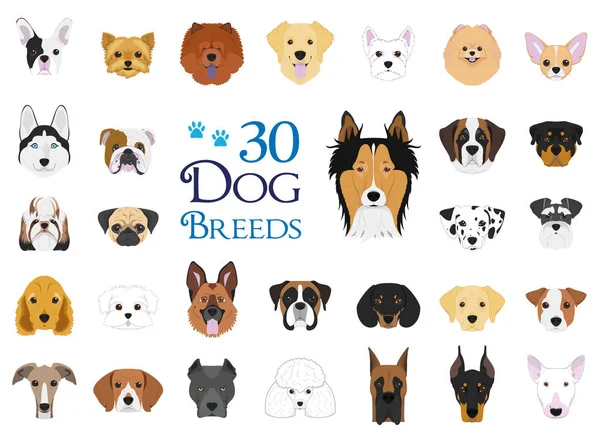 Psí plemena vektorové kolekce: sada 30 různých plemen psů v karikatuře stylu. — Stockový vektor