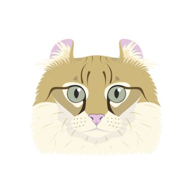 Beyaz arka plan vektör illüstrasyon izole Amerikan Curl kedi