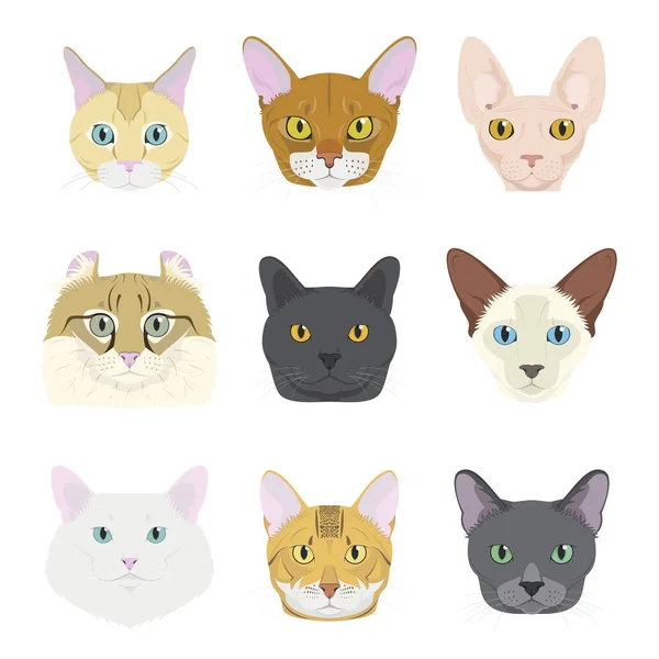Razas de gatos Colección Vector: Conjunto de 9 diferentes razas de gatos en estilo de dibujos animados — Vector de stock