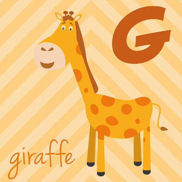 Jolie bande dessinée zoo illustré alphabet avec des animaux drôles : G pour Girafe. Alphabet anglais. Apprends à lire. Illustration vectorielle isolée . — Image vectorielle