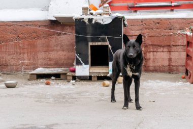Köpek kulübesinin yanındaki zincirde bekçi köpeği..