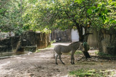 Chicago, ABD - 25 Eylül 2015: Şikago, ABD 'deki hayvanat bahçesinde zebra