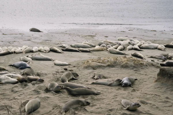 Group of elephant seals laying on the beach in Elephant Seal Vista Point, Big Sur.