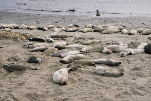 Group of elephant seals laying on the beach in Elephant Seal Vista Point, Big Sur.