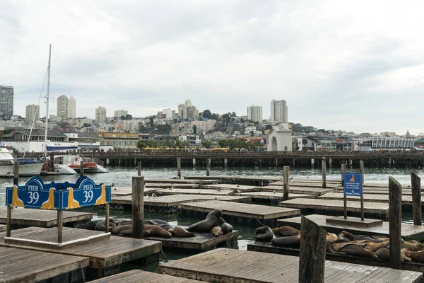 Сан Франциско Сша Октября 2015 Года Тюлени Колыбели Сан Франциско — стоковое фото