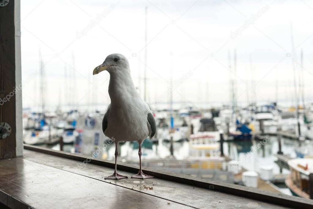 San Francisco, USA - October 1, 2015: Gull walk on Pier 39 in San Francisco.