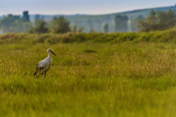 Tagträumender Storch im Sumpf. — Stockfoto