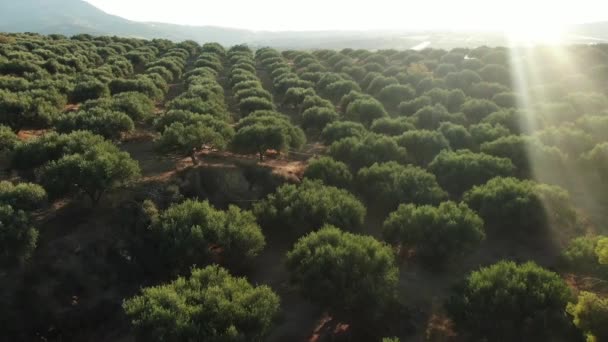 Green garden with rows of olive trees and blue sky, handheld shot. Agricultural orchard with olive trees in summer. — Stock Video
