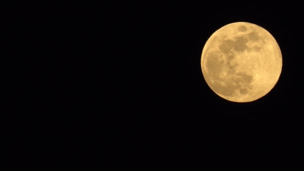 Luna llena con pájaros volando por delante. Luna con nubes moviéndose sobre el cielo — Vídeo de stock