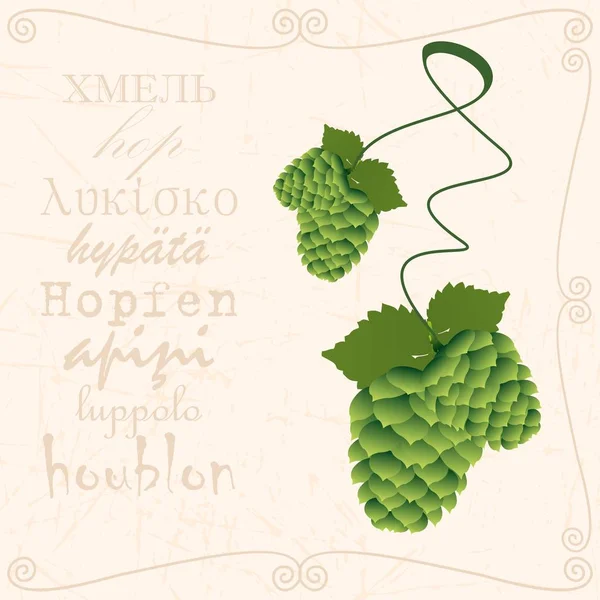 Zweig Hopfen im Vintage-Stil — Stockvektor