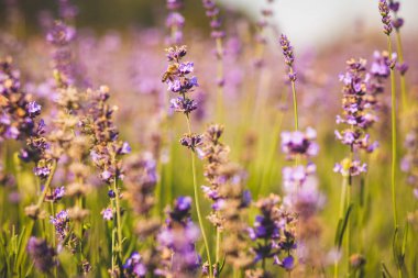 Lavanta angustifolia alanı