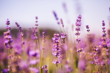 Lavanta angustifolia alanı